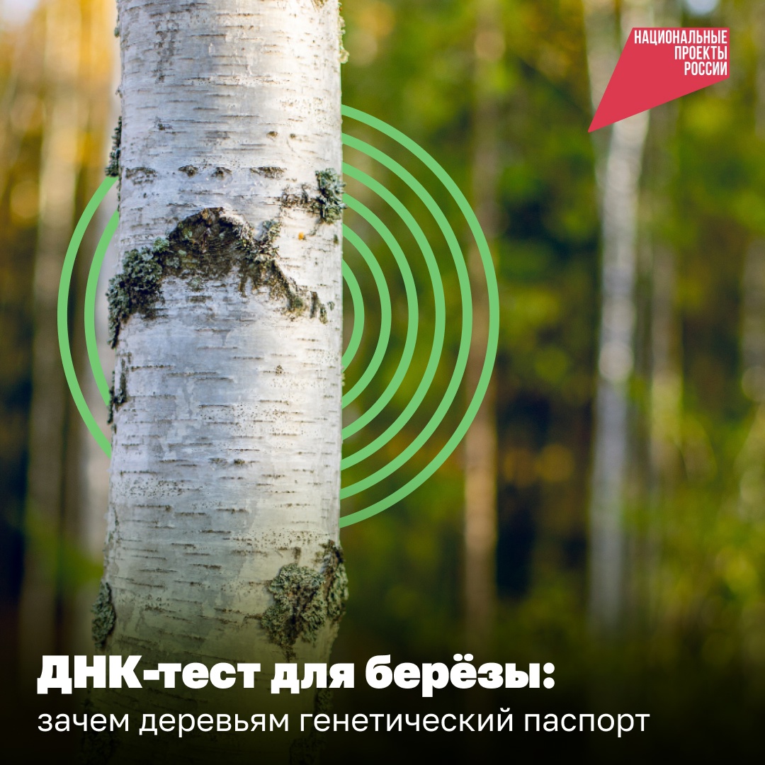 «Предъявите документ» — эту фразу учёные могут сказать незнакомому дереву..