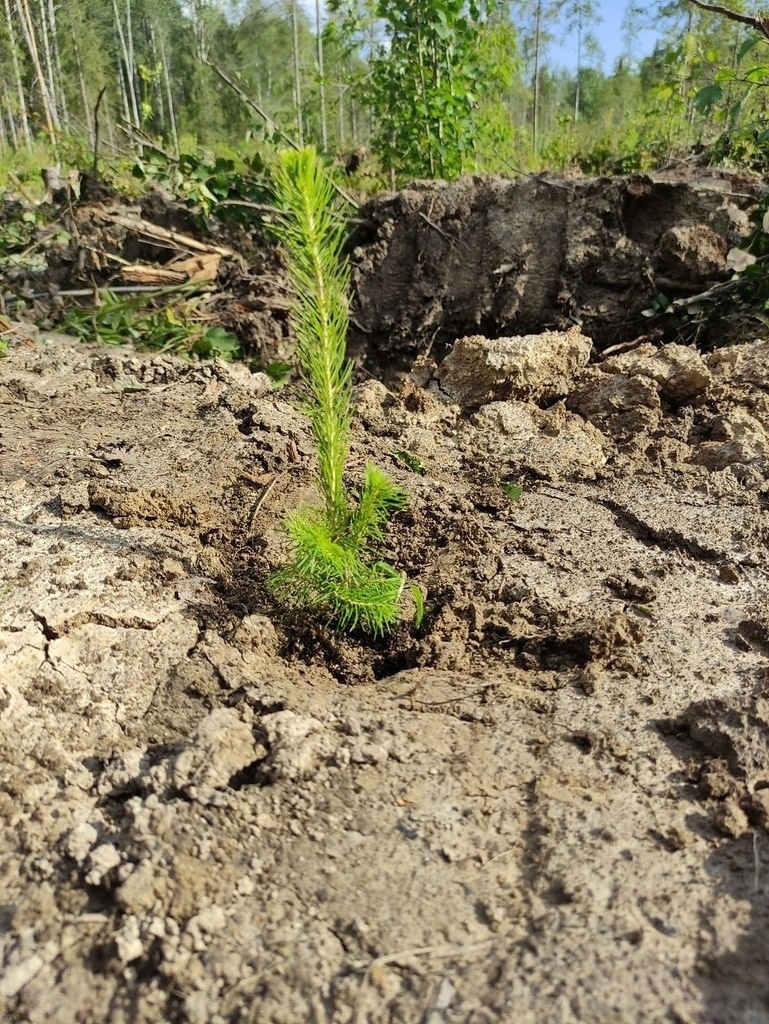 На Вологодчине приступили к осенней посадке лесных культур..