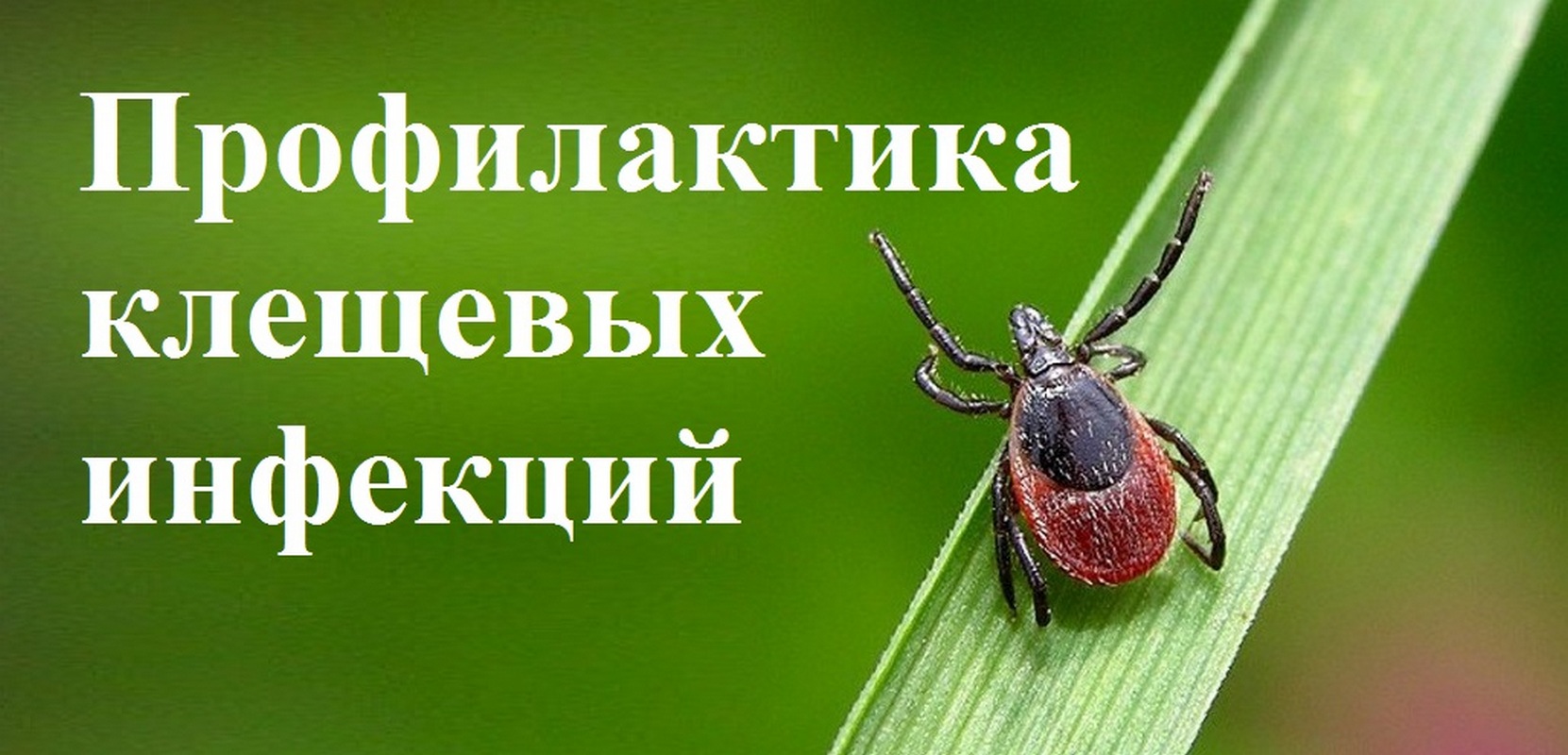 Внимание! С 28 апреля по 11 мая проводится горячая линия по профилактике клещевого энцефалита и инфекций, передающихся клещами!.