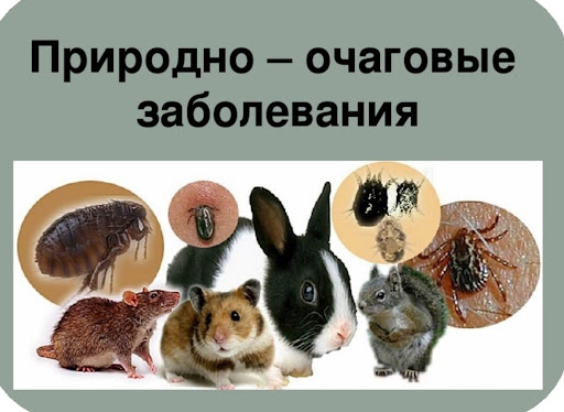 Профилактика природно-очаговых инфекций. Профилактика природно-очаговых инфекций.