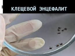 Мониторинг за клещевыми инфекциями по состоянию на 15.07.24г.. Мониторинг за клещевыми инфекциями по состоянию на 15.07.24г..