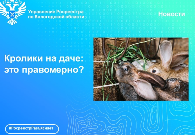Можно ли разводить кроликов на даче: отвечает Вологодский Росреестр. Можно ли разводить кроликов на даче: отвечает Вологодский Росреестр.