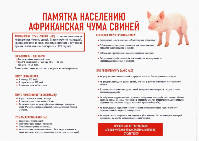 Памятка Африканская чума свиней (АЧС). Памятка Африканская чума свиней (АЧС).