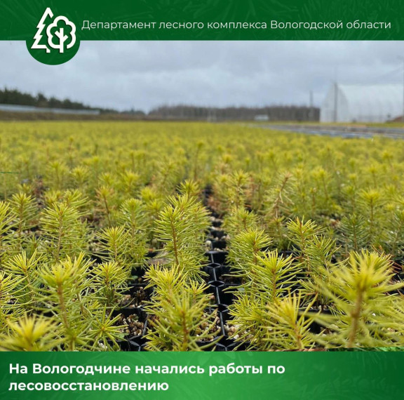 На Вологодчине начались работы по лесовосстановлению. На Вологодчине начались работы по лесовосстановлению.
